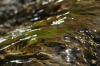 <img100*0:stuff/z/73640/Frio%2520River%2520reference.3/i1278823391_7.jpg>