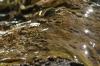 <img100*0:stuff/z/73640/Frio%2520River%2520reference.3/i1278823391_8.jpg>