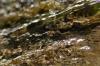 <img100*0:stuff/z/73640/Frio%2520River%2520reference.3/i1278823391_9.jpg>