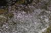 <img100*0:stuff/z/73640/Frio%2520River%2520reference.3/i1278823392_18.jpg>