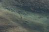 <img100*0:stuff/z/73640/Frio%2520River%2520reference.3/i1278826490_3.jpg>