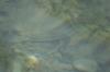 <img100*0:stuff/z/73640/Frio%2520River%2520reference.3/i1278826491_21.jpg>