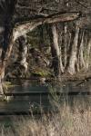 <img100*0:stuff/z/73640/Frio%2520River%2520reference.3/i1278827350_3.jpg>