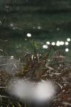 <img100*0:stuff/z/73640/Frio%2520River%2520reference.3/i1278827351_4.jpg>