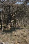 <img100*0:stuff/z/73640/Frio%2520River%2520reference.3/i1278827357_13.jpg>