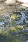 <img100*0:stuff/z/73640/Frio%2520River%2520reference/i1257807983_12.jpg>
