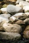<img100*0:stuff/z/73640/Frio%2520River%2520reference/i1257807983_19.jpg>