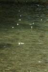 <img100*0:stuff/z/73640/Frio%2520River%2520reference/i1257807983_2.jpg>