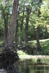 <img100*0:stuff/z/73640/Frio%2520River%2520reference/i1257807984_23.jpg>