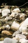 <img100*0:stuff/z/73640/Frio%2520River%2520reference/i1257807984_25.jpg>