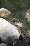<img100*0:stuff/z/73640/Frio%2520River%2520reference/i1257807984_37.jpg>