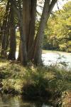 <img100*0:stuff/z/73640/Frio%2520River%2520reference/i1257807984_39.jpg>