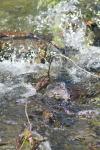 <img100*0:stuff/z/73640/Frio%2520River%2520reference/i1258058756_1.jpg>