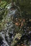 <img100*0:stuff/z/73640/Frio%2520River%2520reference/i1258058756_12.jpg>
