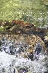 <img100*0:stuff/z/73640/Frio%2520River%2520reference/i1258058756_17.jpg>