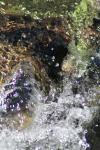 <img100*0:stuff/z/73640/Frio%2520River%2520reference/i1258058756_4.jpg>