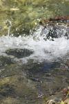 <img100*0:stuff/z/73640/Frio%2520River%2520reference/i1258058756_5.jpg>
