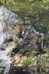<img100*0:stuff/z/73640/Frio%2520River%2520reference/i1258058756_6.jpg>