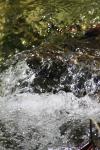 <img100*0:stuff/z/73640/Frio%2520River%2520reference/i1258058756_8.jpg>