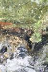 <img100*0:stuff/z/73640/Frio%2520River%2520reference/i1258058757_20.jpg>