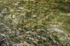 <img100*0:stuff/z/73640/Frio%2520River%2520reference/i1258084882_5.jpg>