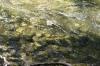 <img100*0:stuff/z/73640/Frio%2520River%2520reference/i1258084882_9.jpg>