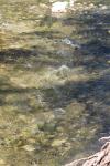 <img100*0:stuff/z/73640/Frio%2520River%2520reference/i1258084883_10.jpg>