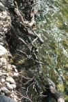 <img100*0:stuff/z/73640/Frio%2520River%2520reference/i1258084883_22.jpg>