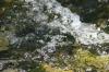 <img100*0:stuff/z/73640/Frio%2520River%2520reference/i1258511914_24.jpg>