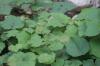 <img100*0:stuff/z/73640/Greenery%2520Reference/i1265087994_1.jpg>