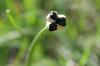<img100*0:stuff/z/73640/Greenery%2520Reference/i1265087994_11.jpg>