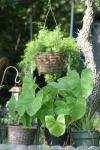 <img100*0:stuff/z/73640/Greenery%2520Reference/i1265087994_13.jpg>