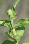 <img100*0:stuff/z/73640/Greenery%2520Reference/i1265087994_16.jpg>
