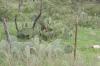 <img100*0:stuff/z/73640/Greenery%2520Reference/i1265087994_2.jpg>