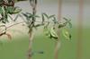 <img100*0:stuff/z/73640/Greenery%2520Reference/i1265087994_8.jpg>