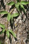 <img100*0:stuff/z/73640/Greenery%2520Reference/i1265087995_20.jpg>