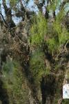 <img100*0:stuff/z/73640/Greenery%2520Reference/i1265087995_25.jpg>