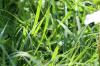 <img100*0:stuff/z/73640/Greenery%2520Reference/i1265088767_3.jpg>