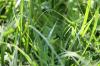<img100*0:stuff/z/73640/Greenery%2520Reference/i1265088767_4.jpg>