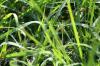 <img100*0:stuff/z/73640/Greenery%2520Reference/i1265088767_6.jpg>