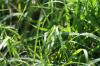 <img100*0:stuff/z/73640/Greenery%2520Reference/i1265088767_7.jpg>