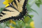 Le Butterflies