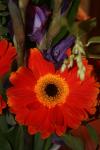 <img100*0:stuff/z/73640/Misc%2520Colored%2520Flowers/i1282705010_6.jpg>