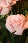 <img100*0:stuff/z/73640/Misc%2520Colored%2520Flowers/i1282706252_1.jpg>