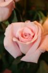 <img100*0:stuff/z/73640/Misc%2520Colored%2520Flowers/i1282706253_2.jpg>