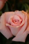 <img100*0:stuff/z/73640/Misc%2520Colored%2520Flowers/i1282706259_8.jpg>