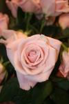<img100*0:stuff/z/73640/Misc%2520Colored%2520Flowers/i1282706259_9.jpg>