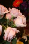 <img100*0:stuff/z/73640/Misc%2520Colored%2520Flowers/i1282706261_11.jpg>