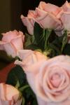 <img100*0:stuff/z/73640/Misc%2520Colored%2520Flowers/i1282706263_13.jpg>