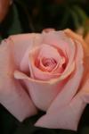 <img100*0:stuff/z/73640/Misc%2520Colored%2520Flowers/i1282706264_14.jpg>